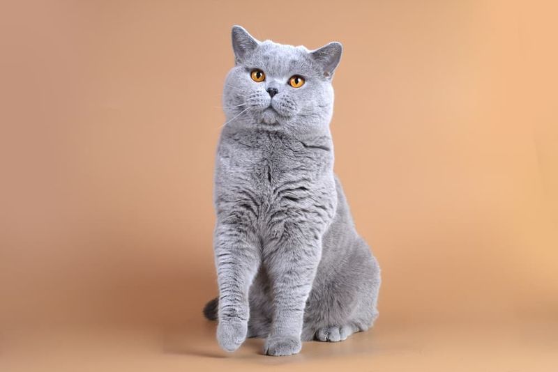 British Shorthair