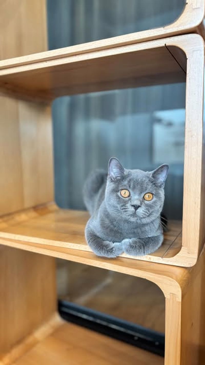 British Shorthair