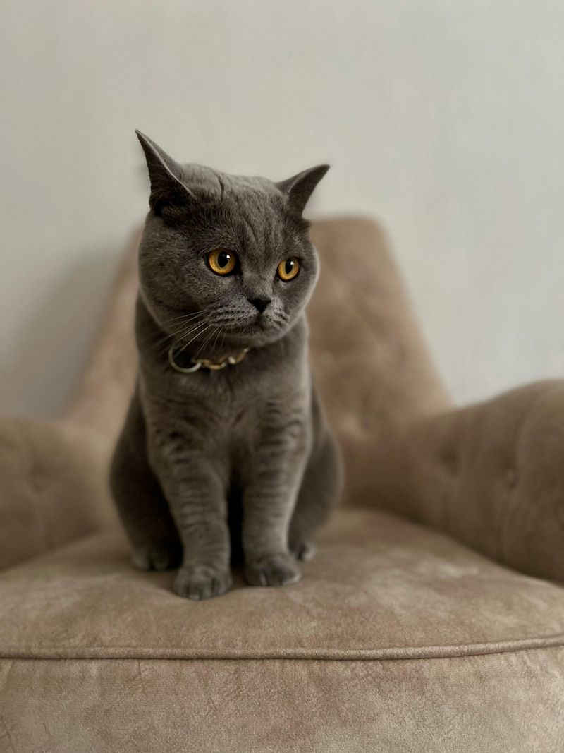British Shorthair