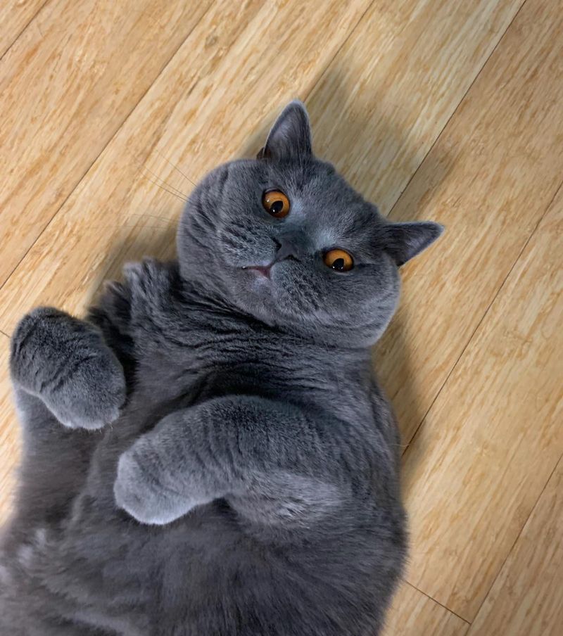 British Shorthair: Charming Companion I'd Choose Again