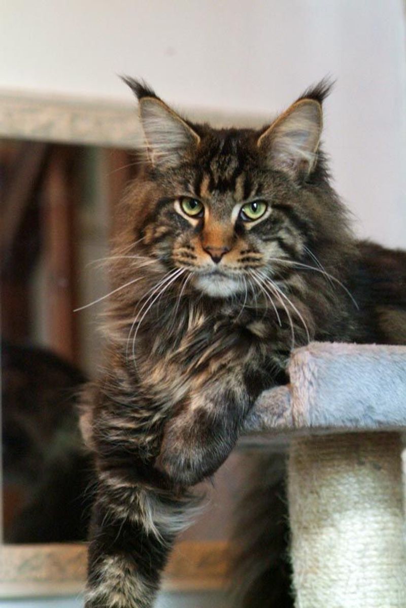 Brown Tabby