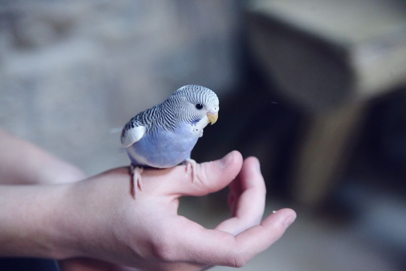Budgerigars