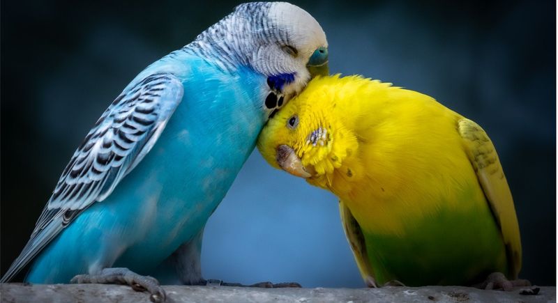Budgies for Vocal Companionship