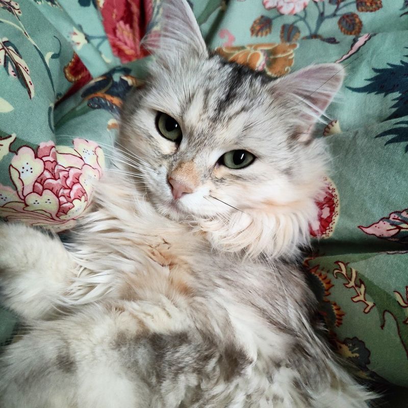 Built-In Purr Therapy For Stress Relief