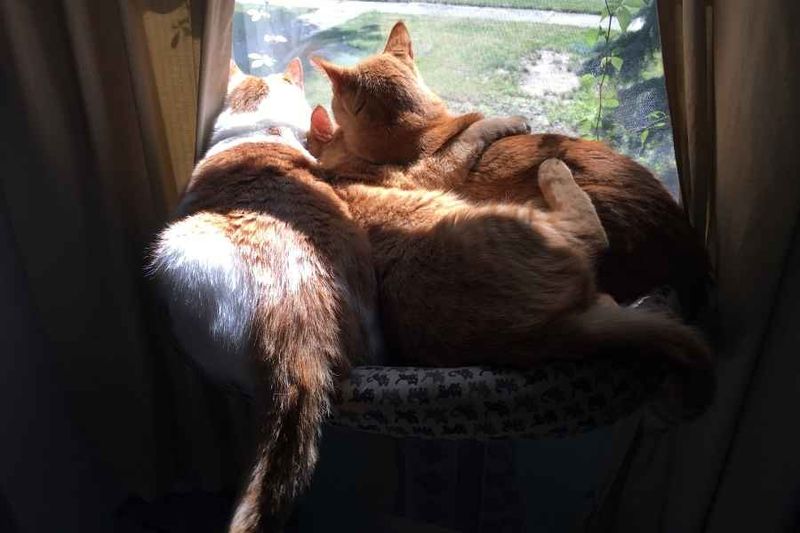 Built-in Companionship