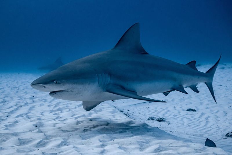 Bull Sharks