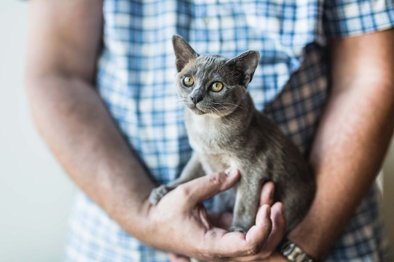 Burmese