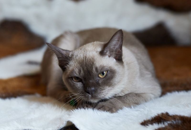 Burmese