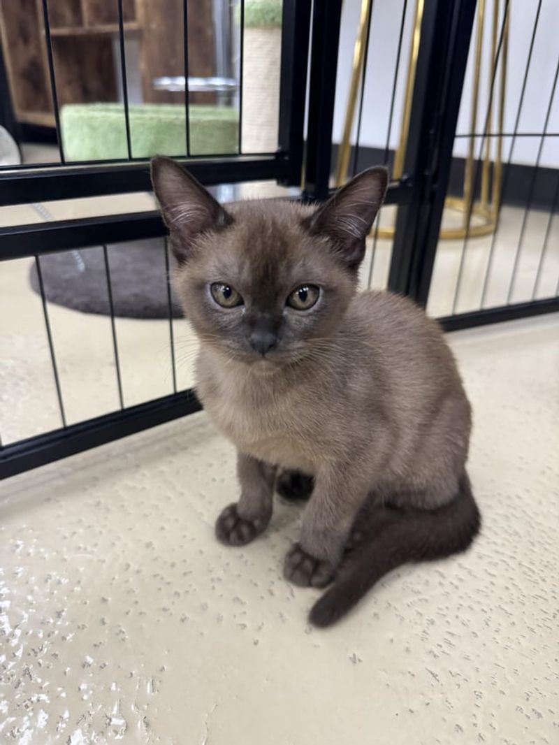 Burmese