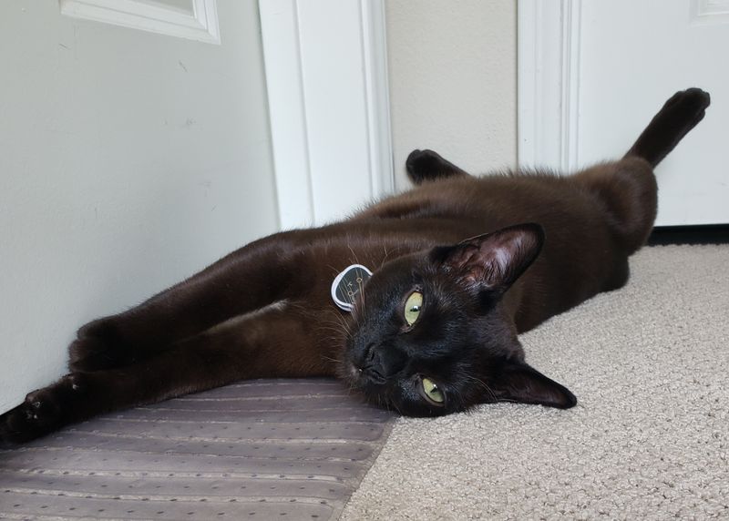 Burmese
