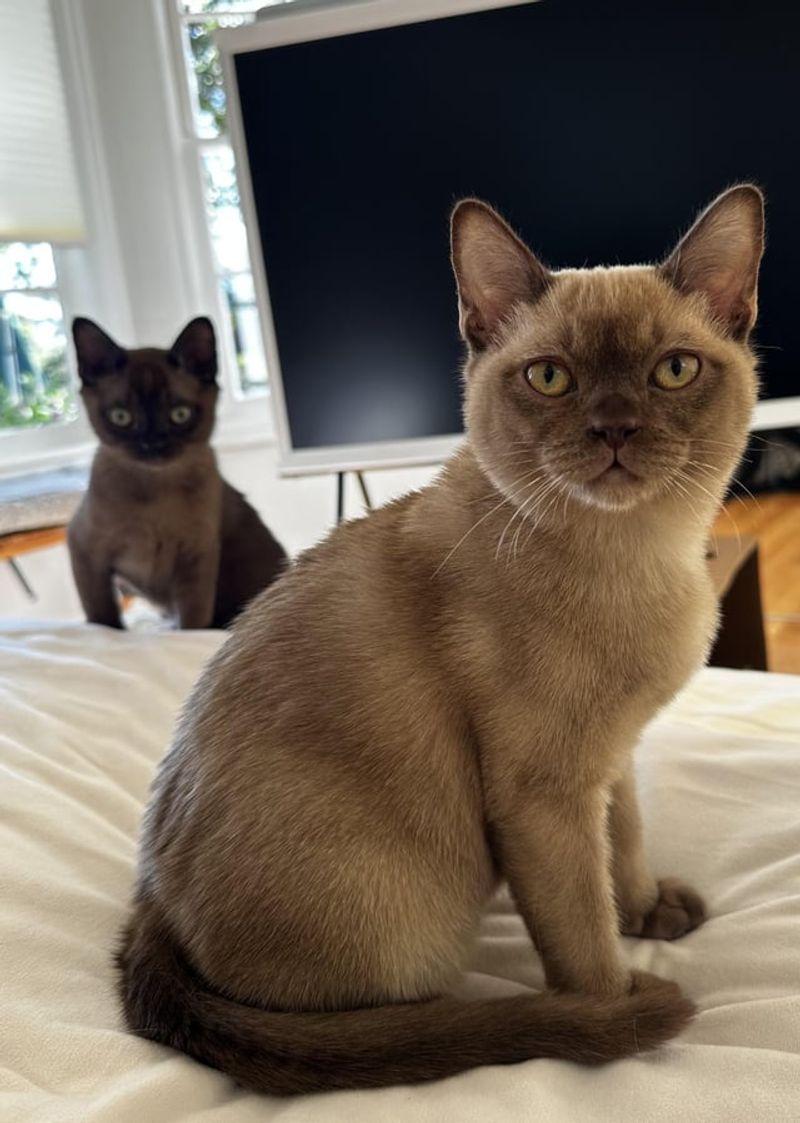 Burmese
