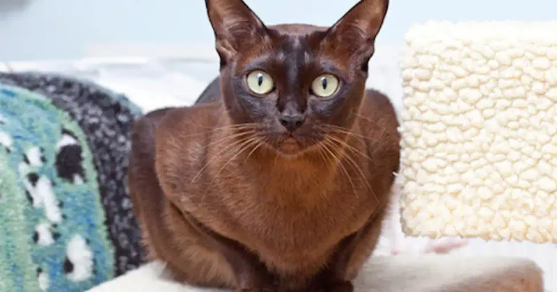 Burmese