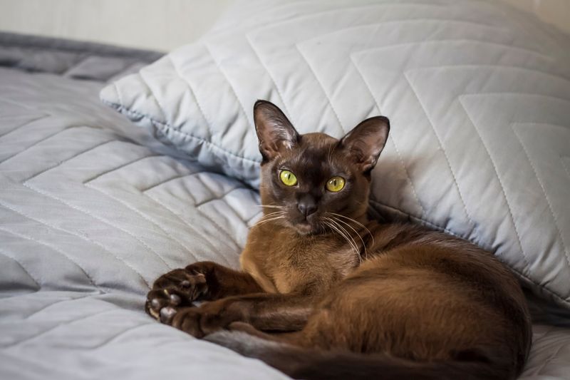 Burmese