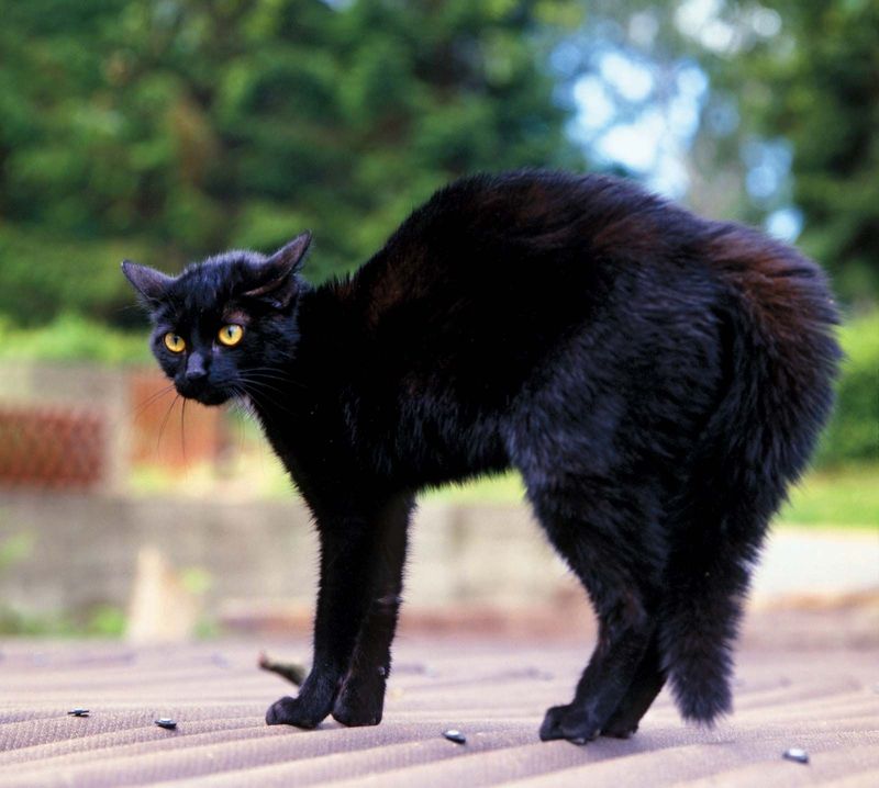 Burmese