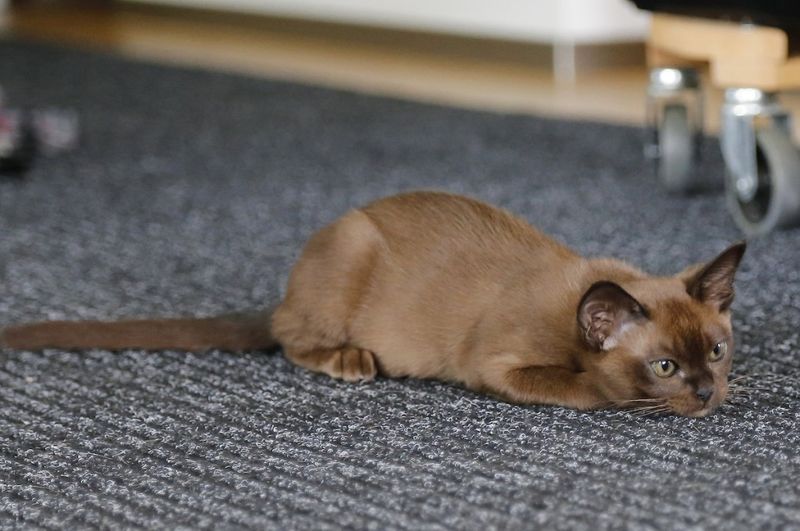 Burmese