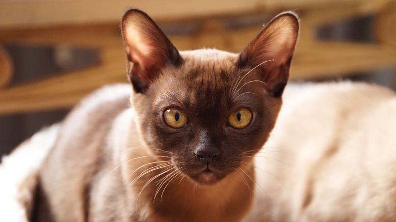 Burmese