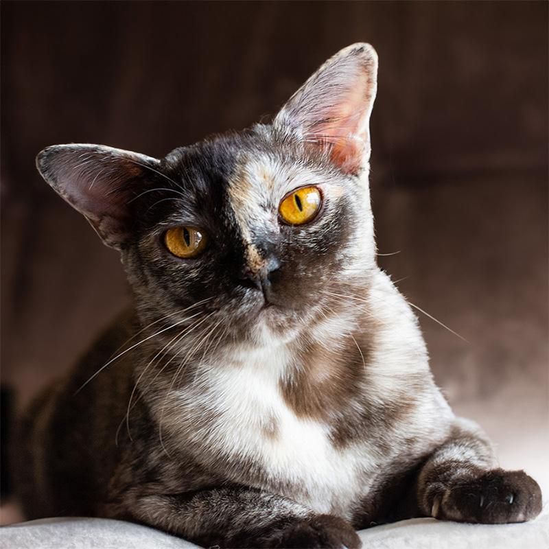 Burmese
