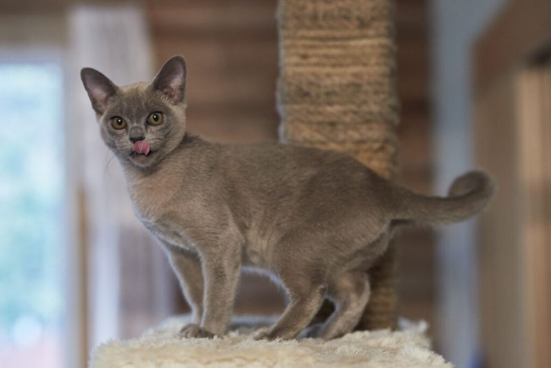Burmese