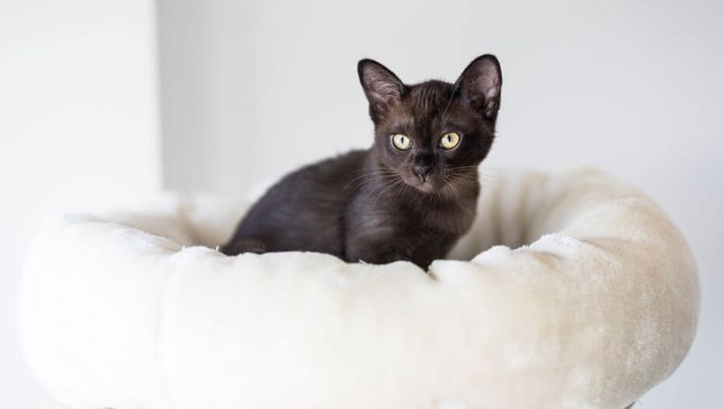 Burmese Cat