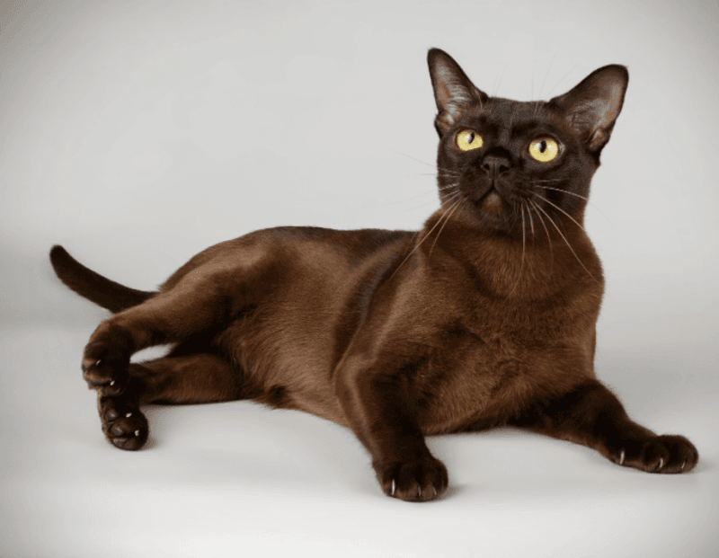 Burmese