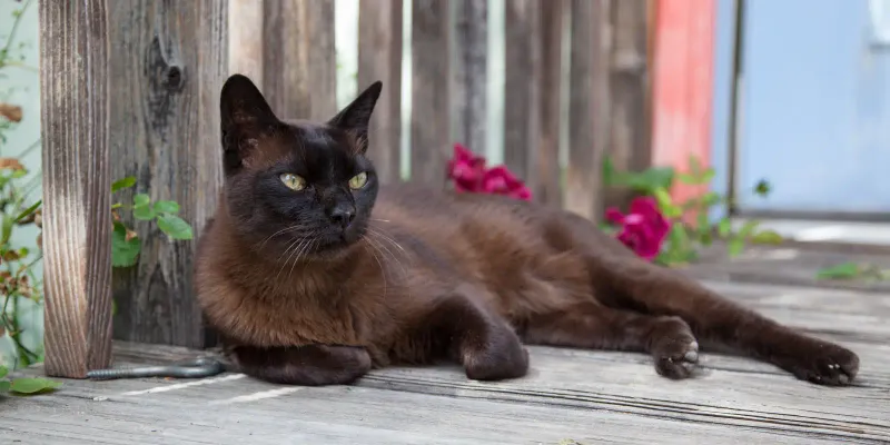 Burmese