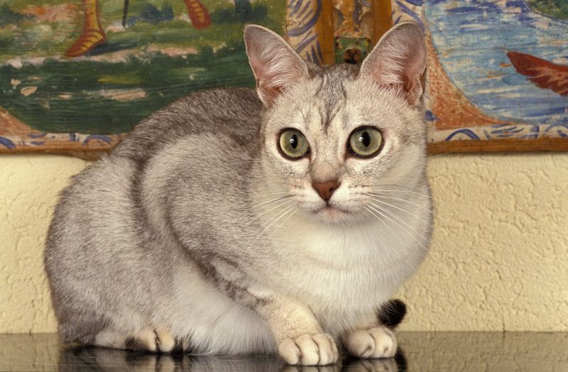 Burmilla