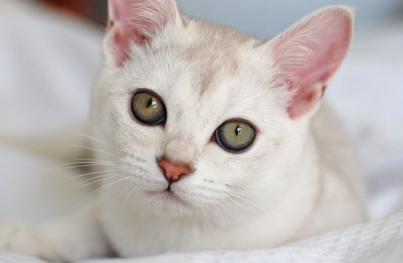 Burmilla
