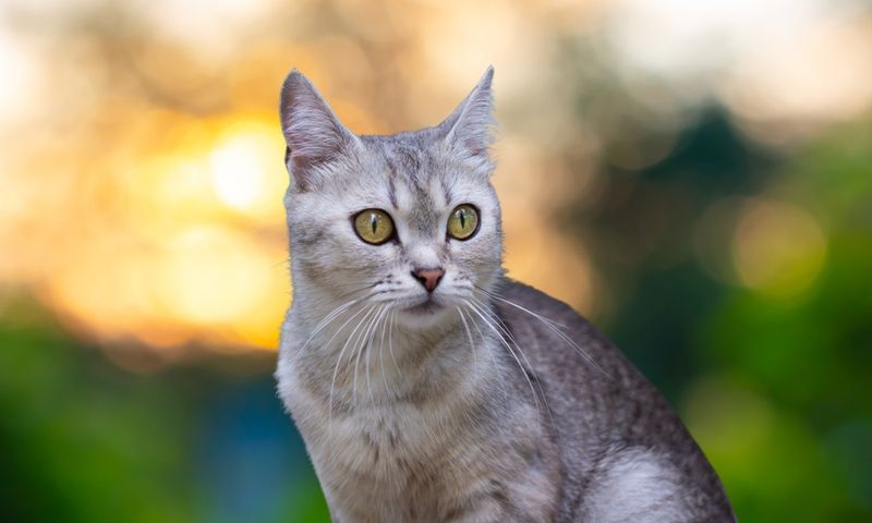Burmilla