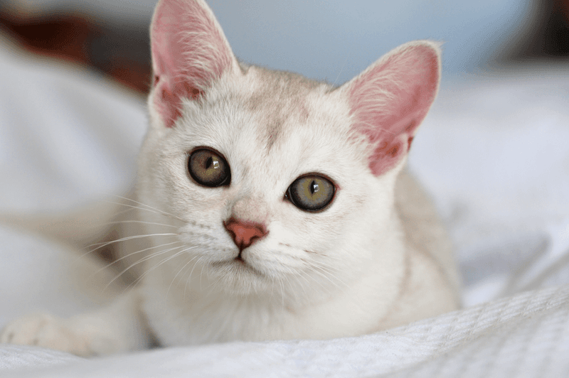Burmilla