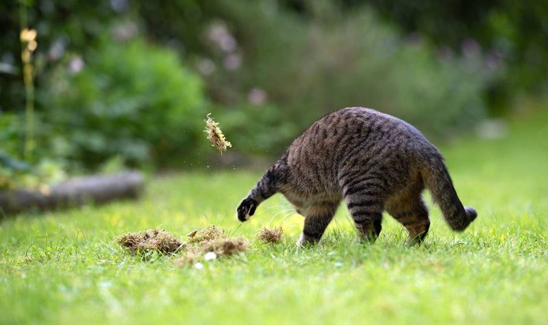 Burying Food
