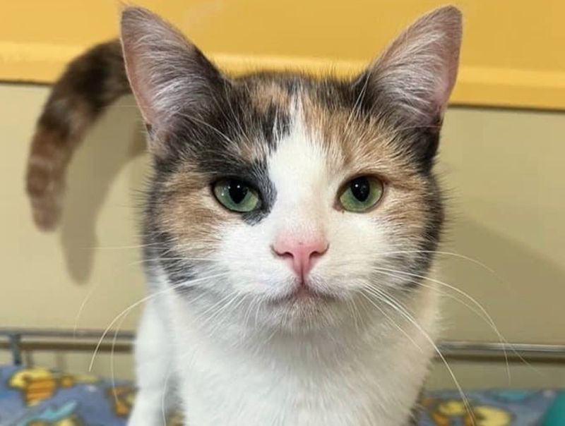 Calico Cats