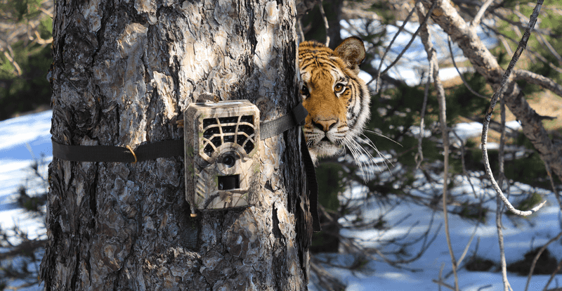 Camera Traps Innovation