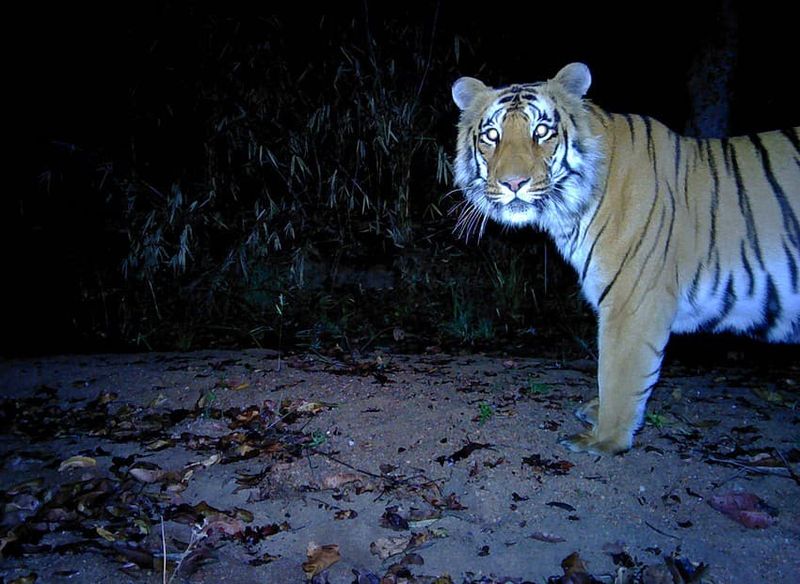 Camera Traps