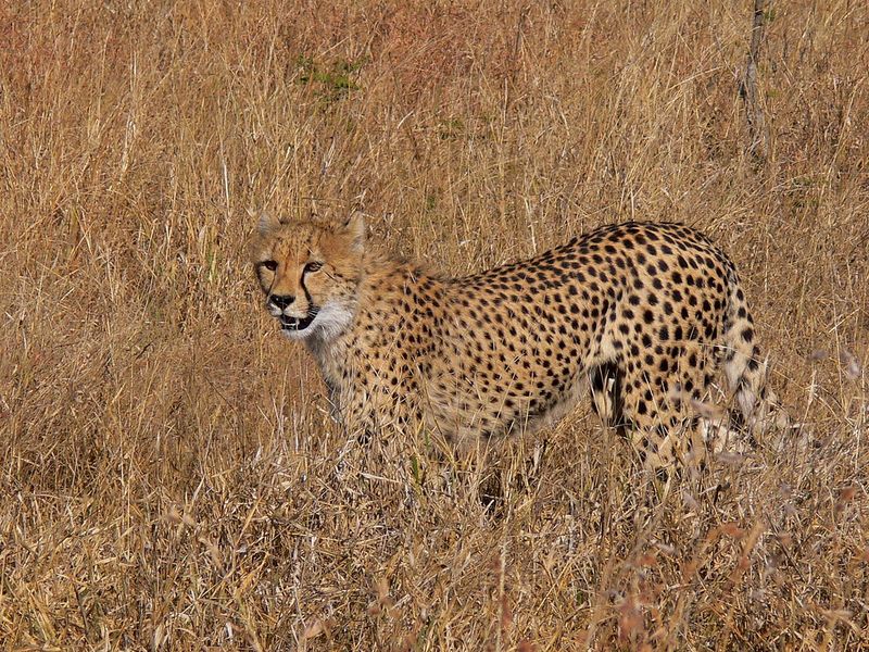 Camouflaged Coat