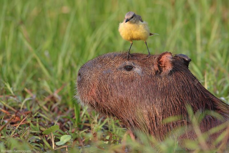 Capybaras