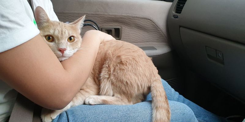 Car Rides