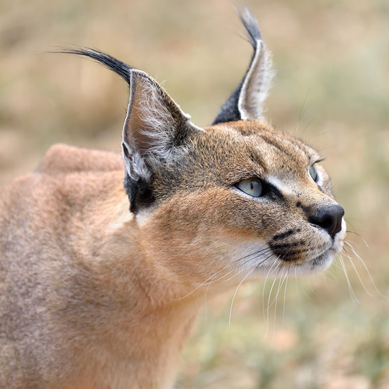 Caracal