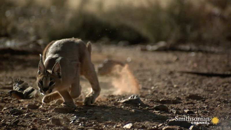 Caracal (Caracal caracal)