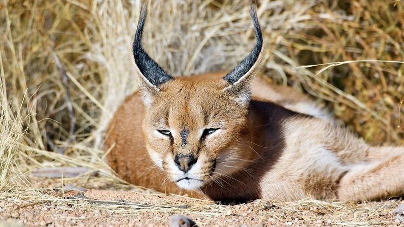 Caracal