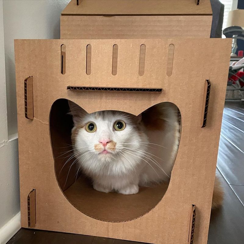 Cardboard Box Kingdom