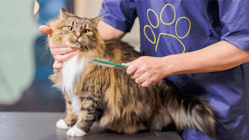 Care and Maintenance Essentials