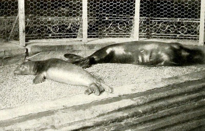 Caribbean Monk Seal