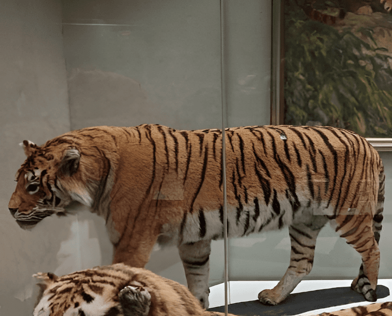 Caspian Tiger