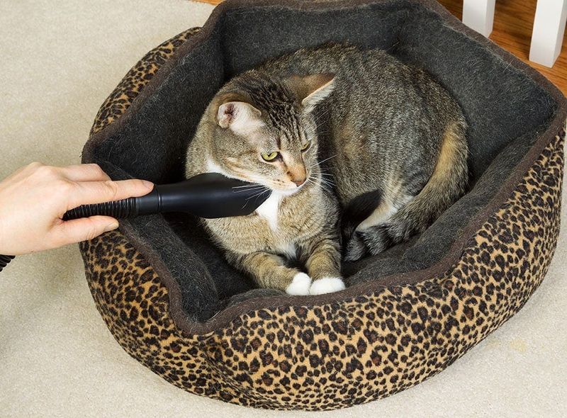 Cat Bed Maintenance