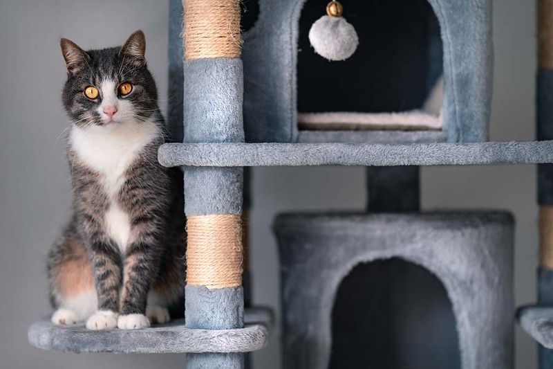 Cat-Friendly Furniture Arrangements