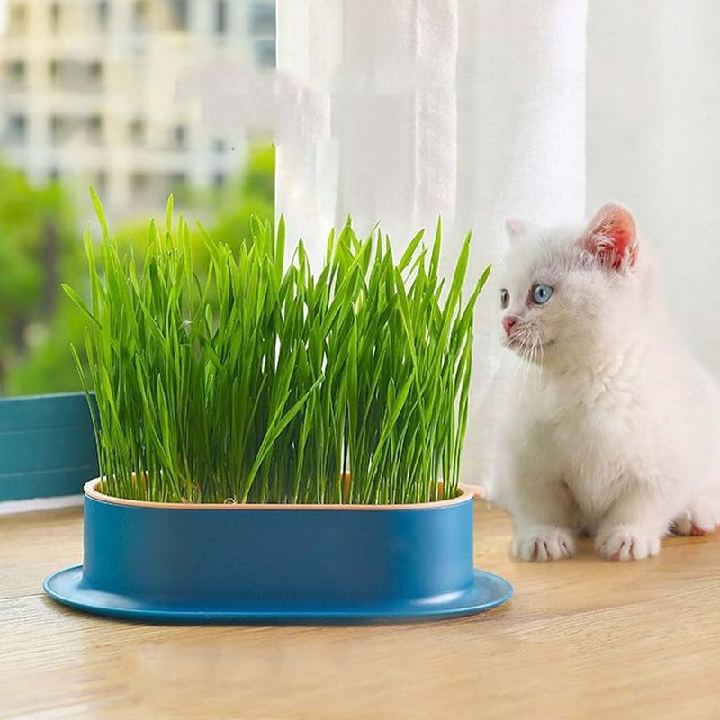 Cat Grass Planter