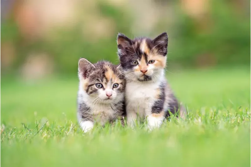 Cat Insurance