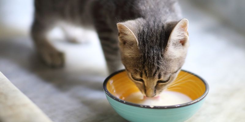 Cat Milk