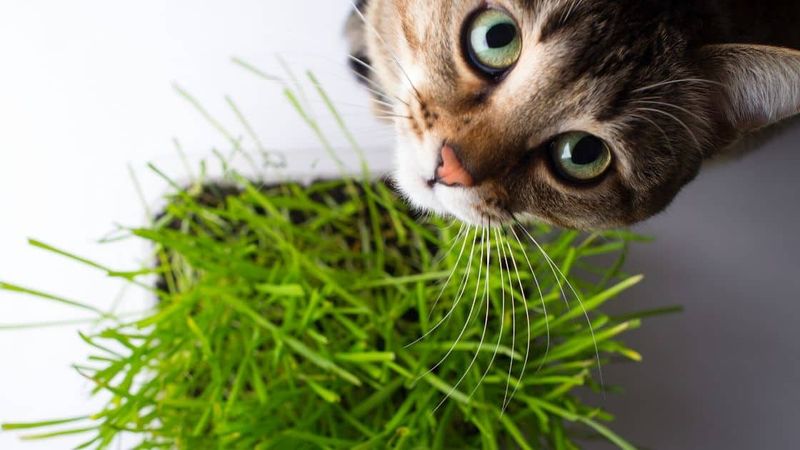 Cat-Safe Plants and Grass Gardens