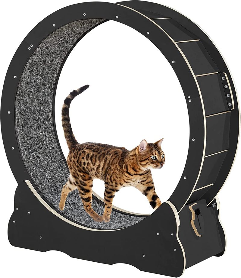 Cat Treadmills